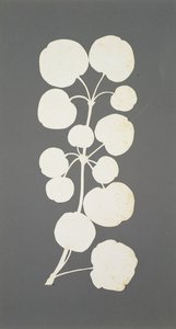 Cayennepeper door Philipp Otto Runge